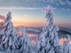 снежные деревья, покрытые снегом на вершине горы на закате