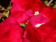 есть много красных цветов, которые цветут в саду