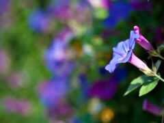 есть фиолетовый цветок, который растет на растении