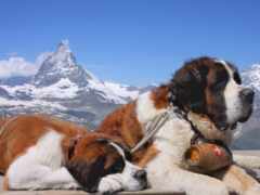 две большие собаки, лежащие на скале с горой на заднем плане