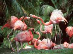 фламинго, птица, розовый