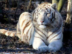 tigre, blanc