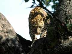 леопард, охота, взгляд