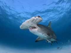 акула, great, white