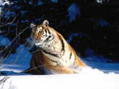 тигр, снегу, тигры