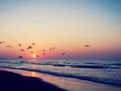 вид на пляж с птицами, летающими в воздухе