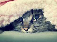 под, одеялом, кот