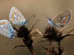 бабочки, квесты