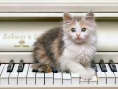 пианино, кот, котенок