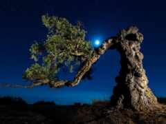 дерево, природа, ночь