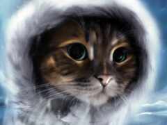 есть кошка, которая носит капюшон в снежный день