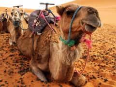 три верблюда сидят в песке