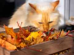 листь, кошка, взгляд