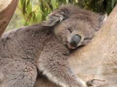 коала, коалы, спит