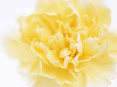 желтый цветок гвоздики с белым фоном близко