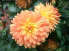 в саду цветут два оранжевых цветка