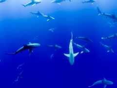 акула, миро, blue