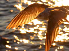 араф, летящий над водой с солнцем, отражающим воду