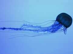 jellyfish, самая, медузы