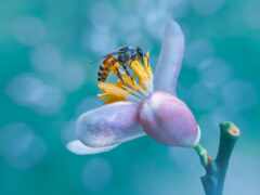 пчелка, цветы, abeille