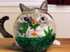 кот, аквариум, забавный