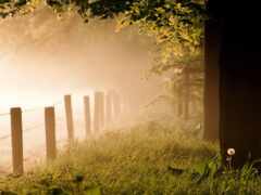 забор в туманном поле с лошадью, пасущей вдалеке