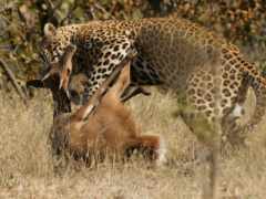 jaguar, ресопард, леопарды