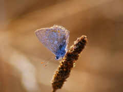 адонис, blue, бабочка