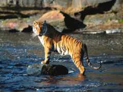 тигр, животное, национальный