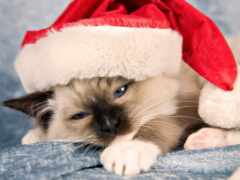 есть кошка, которая лежит в шляпе санта