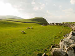 ирланд, север, овца