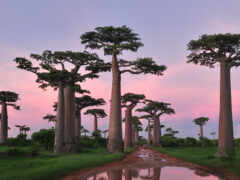 baobab, ekvatorial