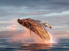 кит, humpback, tony