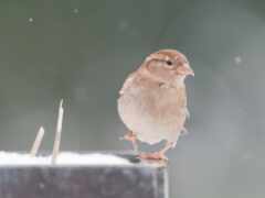маленькая птичка сидит на столбе в снегу