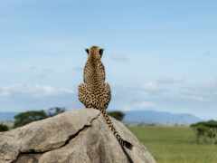 есть гепард, сидящий на скале в дикой природе
