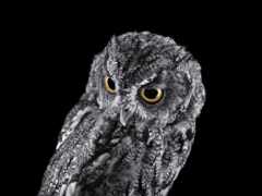 есть черно-белое фото совы с желтыми глазами