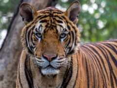 тигр, животное, бенгальский