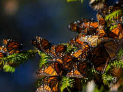 монарх, бабочка, migration