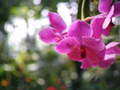 квети, лепешки, орхидея