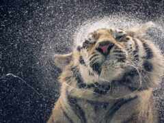 арафы в воде, распыляющейся от тигра