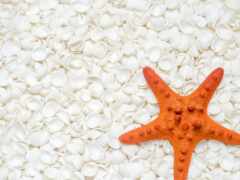есть морская звезда, которая лежит на ложе раковин