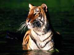 тигр, сундарбан, Бангладеш