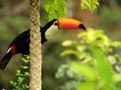 черно-красная птица сидит на дереве