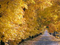 деревья, выстилающие путь с желтыми листьями на земле