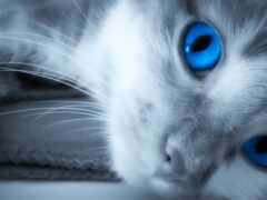 кошка с голубыми глазами лежит на одеяле