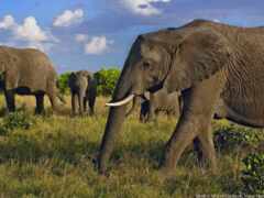 слон, африка, игра