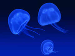 смотри, медузы, медузы