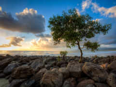 дерево, море, камни