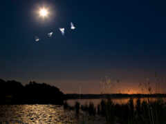 есть много бумажных самолетов, летающих над озером ночью