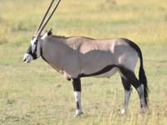 oryx, antelope, dammah